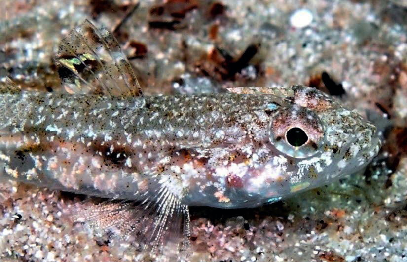 Deltentosteus quadrimaculatus_1174